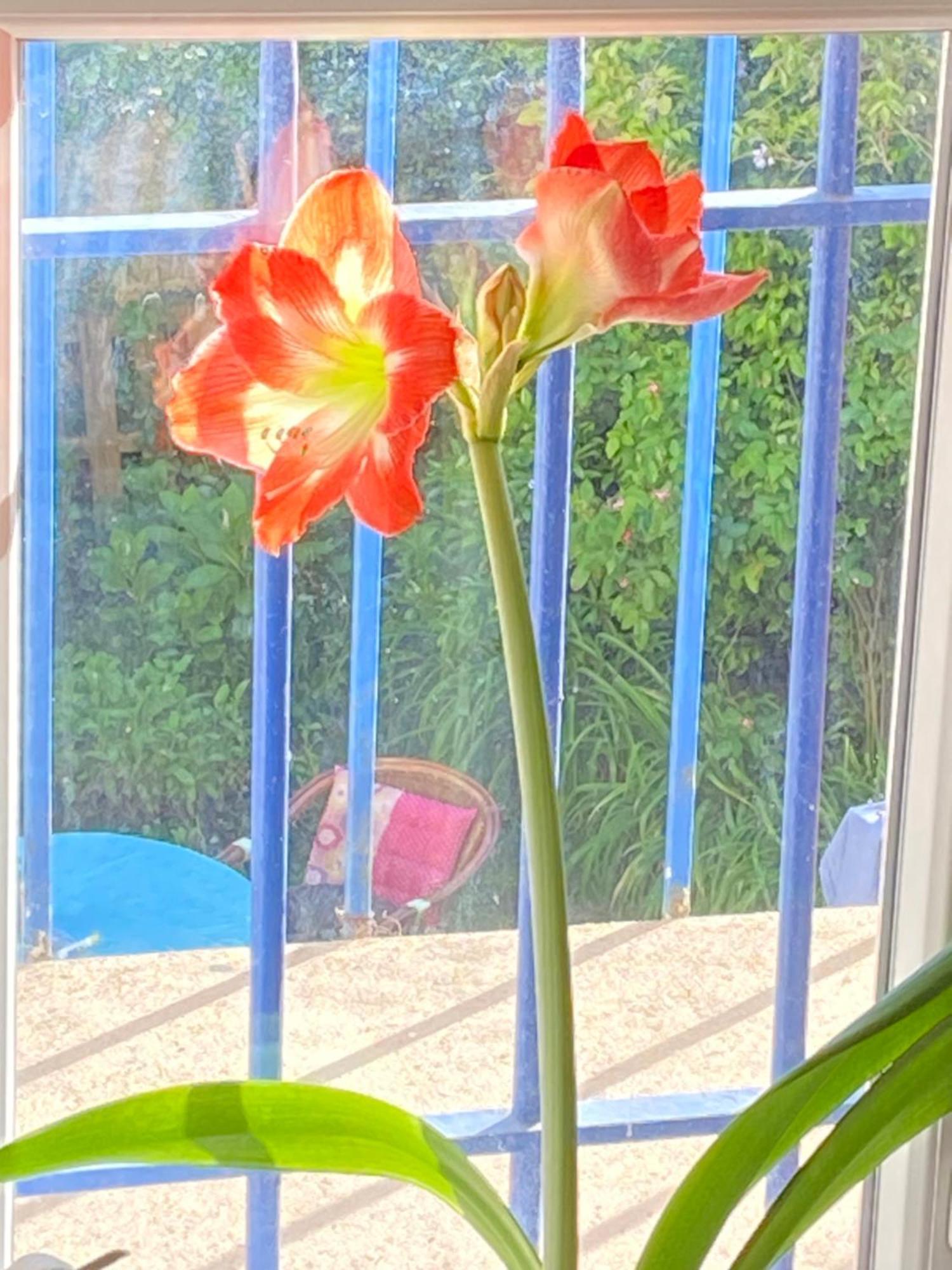 דיז'ון Haut De Jardin Dans Une Maison מראה חיצוני תמונה